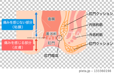 肛門の構造　直腸・肛門　断面図 133360198