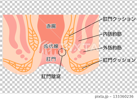 肛門の構造 直腸・肛門 断面図 肛門の構造 直腸・肛門 断面図 133360236
