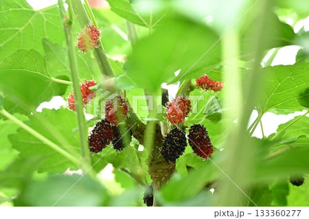 Fresh mulberries picked straight from the tree 133360277