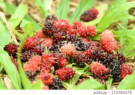 Fresh mulberries picked straight from the tree 133360278
