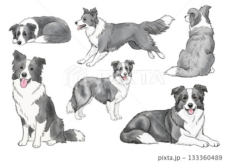 いろいろなポーズのボーダーコリーのセット 133360489