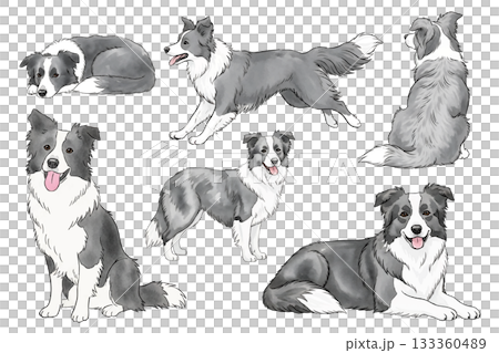 いろいろなポーズのボーダーコリーのセット 133360489