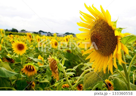 ひまわりの丘公園 133360558