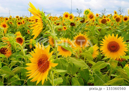 ひまわりの丘公園 133360560