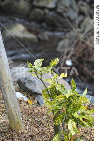 雪残る冬の永平寺川ほとりに彩るアオキの葉 雪残る冬の永平寺川ほとりに彩るアオキの葉 133360586