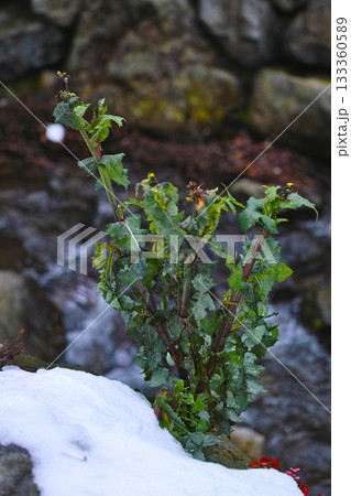 雪残る永平寺川ほとりに芽吹くノゲシ 雪残る永平寺川ほとりに芽吹くノゲシ 133360589
