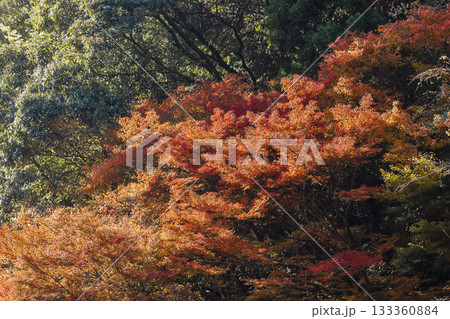 秋イメージ　渓谷の紅葉 133360884