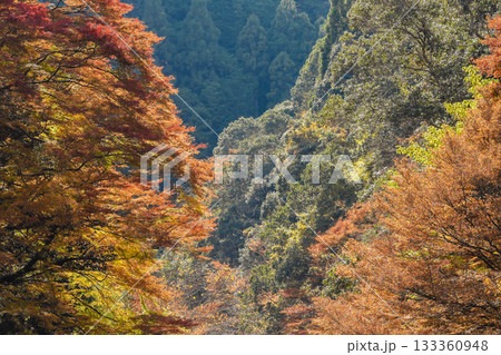 秋イメージ　渓谷の紅葉 133360948