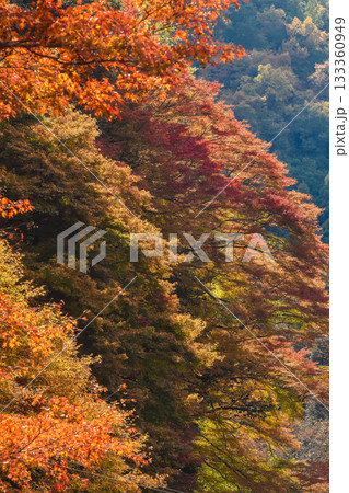 秋イメージ　渓谷の紅葉 133360949
