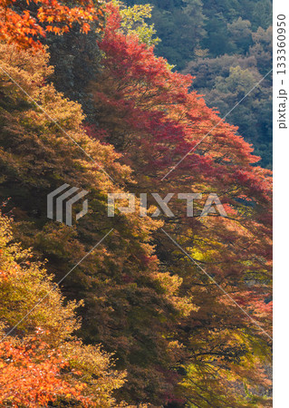 秋イメージ 渓谷の紅葉 秋イメージ 渓谷の紅葉 133360950
