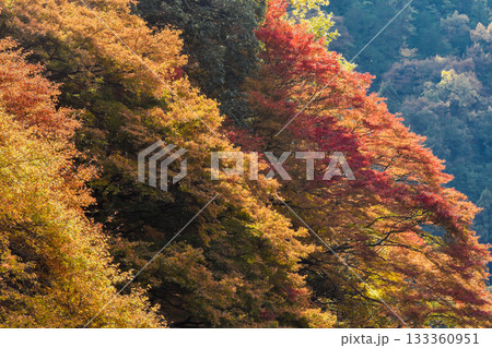 秋イメージ　渓谷の紅葉 133360951
