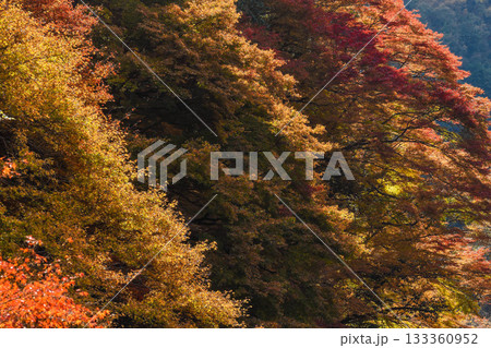 秋イメージ 渓谷の紅葉 秋イメージ 渓谷の紅葉 133360952
