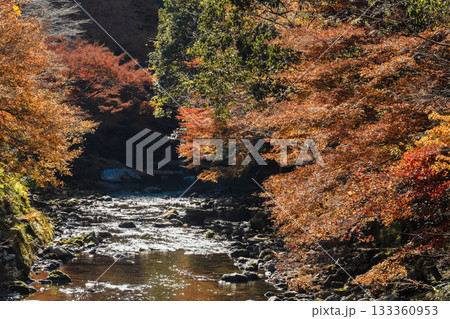 秋イメージ 渓谷の紅葉 秋イメージ 渓谷の紅葉 133360953
