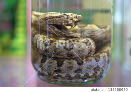 滋養強壮に！口を開けるハブを丸ごと使った石垣島のハブ酒 133360989