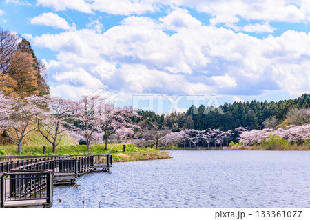 春　桜と青空　宮城県平筒沼(びょうどうぬま)を歩く 133361077