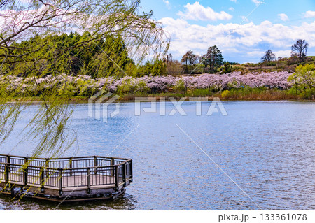 春 桜と青空 宮城県平筒沼(びょうどうぬま)を歩く 春 桜と青空 宮城県平筒沼(びょうどうぬま)を歩く 133361078