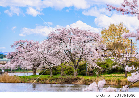 春　桜と青空　宮城県平筒沼(びょうどうぬま)を歩く 133361080