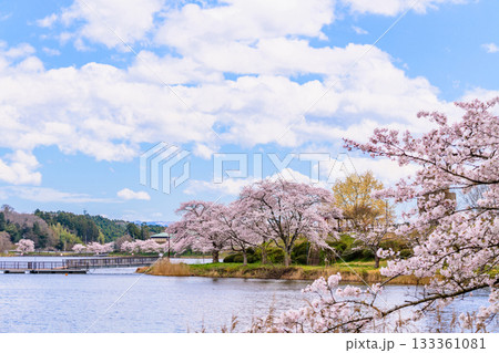 春 桜と青空 宮城県平筒沼(びょうどうぬま)を歩く 春 桜と青空 宮城県平筒沼(びょうどうぬま)を歩く 133361081