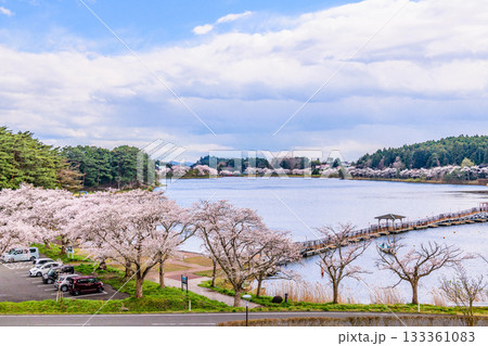 春 桜と青空 宮城県平筒沼(びょうどうぬま)を歩く 春 桜と青空 宮城県平筒沼(びょうどうぬま)を歩く 133361083