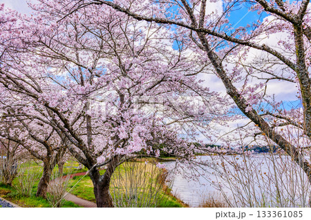 春 桜と青空 宮城県平筒沼(びょうどうぬま)を歩く 春 桜と青空 宮城県平筒沼(びょうどうぬま)を歩く 133361085