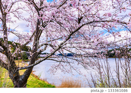 春 桜と青空 宮城県平筒沼(びょうどうぬま)を歩く 春 桜と青空 宮城県平筒沼(びょうどうぬま)を歩く 133361086