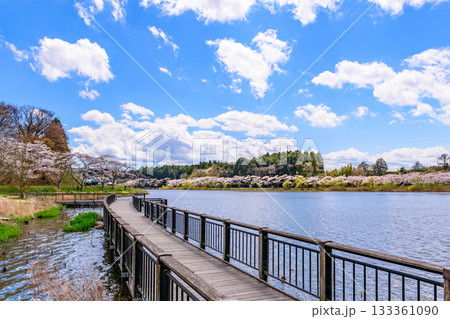 春 桜と青空 宮城県平筒沼(びょうどうぬま)を歩く 春 桜と青空 宮城県平筒沼(びょうどうぬま)を歩く 133361090