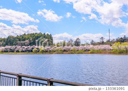 春　桜と青空　宮城県平筒沼(びょうどうぬま)を歩く 133361091