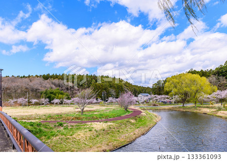 春　桜と青空　宮城県平筒沼(びょうどうぬま)を歩く 133361093