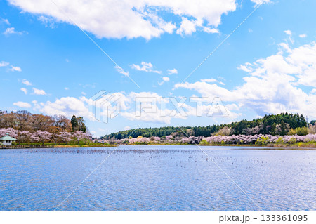 春　桜と青空　宮城県平筒沼(びょうどうぬま)を歩く 133361095