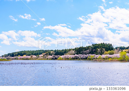 春 桜と青空 宮城県平筒沼(びょうどうぬま)を歩く 春 桜と青空 宮城県平筒沼(びょうどうぬま)を歩く 133361096