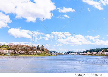 春 桜と青空 宮城県平筒沼(びょうどうぬま)を歩く 春 桜と青空 宮城県平筒沼(びょうどうぬま)を歩く 133361098