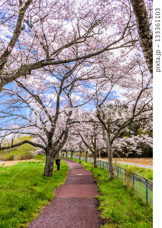 春　桜と青空　宮城県平筒沼(びょうどうぬま)を歩く 133361103