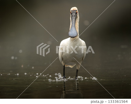 Royal Spoonbill Bird 133361564