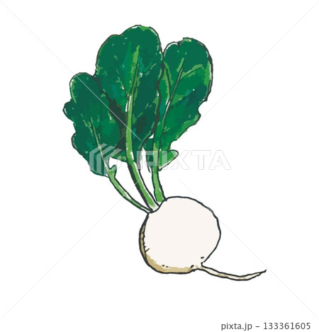 リアルな野菜いろいろセット_かぶ リアルな野菜いろいろセット_かぶ 133361605