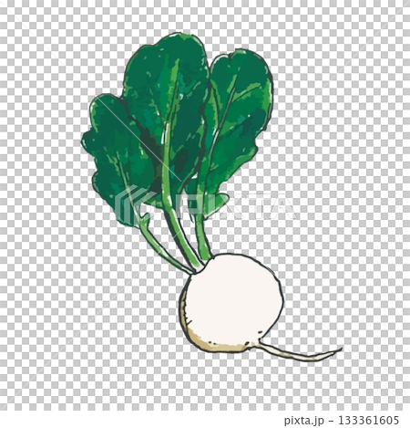 リアルな野菜いろいろセット_かぶ リアルな野菜いろいろセット_かぶ 133361605