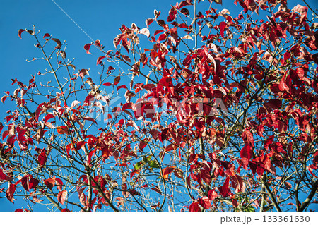 京都の赤山禅院参道のサクラ紅葉 京都の赤山禅院参道のサクラ紅葉 133361630
