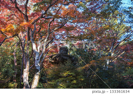 京都の赤山禅院参道の紅葉 京都の赤山禅院参道の紅葉 133361634