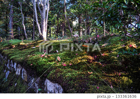 京都の赤山禅院参道の紅葉 133361636