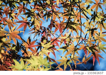 京都の赤山禅院参道の紅葉 133361637