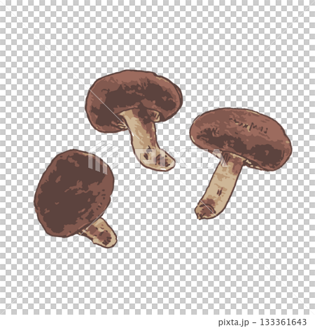 各種蔬菜的寫實插圖—香菇 各種蔬菜的寫實插圖—香菇 133361643