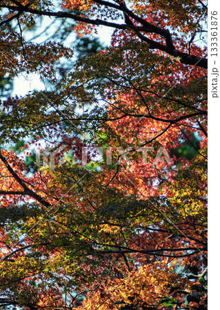 京都の赤山禅院参道の紅葉 京都の赤山禅院参道の紅葉 133361876