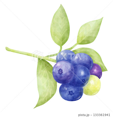 水彩画風の枝と葉のついたブルーベリーのイラスト 133361941