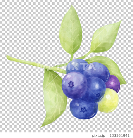 水彩画風の枝と葉のついたブルーベリーのイラスト 133361941