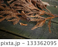 木材に置かれた枯れた杉科の小枝 133362095