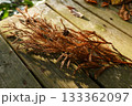 晩秋のデッキと日差しに輝く枯れた杉科の小枝 133362097