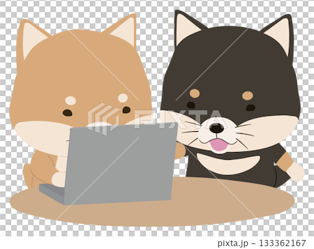 一隻柴犬在使用筆記型電腦，一隻黑色的柴犬在教書 133362167