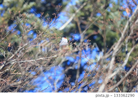 北海道の野鳥　枝に止まるウソのオス 133362290