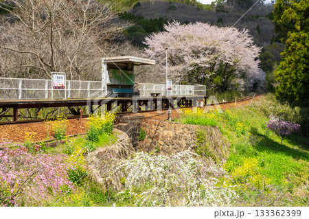 日本の駅舎　わたらせ渓谷鐵道　中野駅　春の花々 133362399