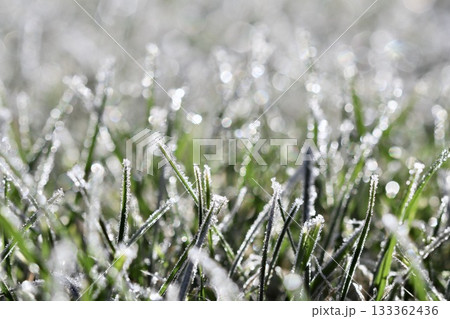 Hoarfrost covering green grass blades in a winter garden, sparkling ice crystals creating a cold seasonal texture Hoarfrost covering green grass blades in a winter garden, sparkling ice crystals creating a cold seasonal texture 133362436