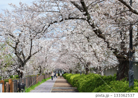 山崎川　桜 133362537